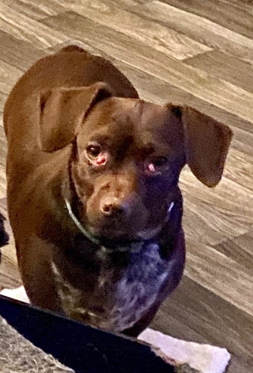 Ibar, adoptable senior Dachshund in Holly Springs, NC