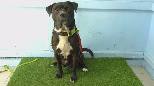 Photo of Lance, adoptable senior Staffordshire Bull Terrier in Gardena, California
