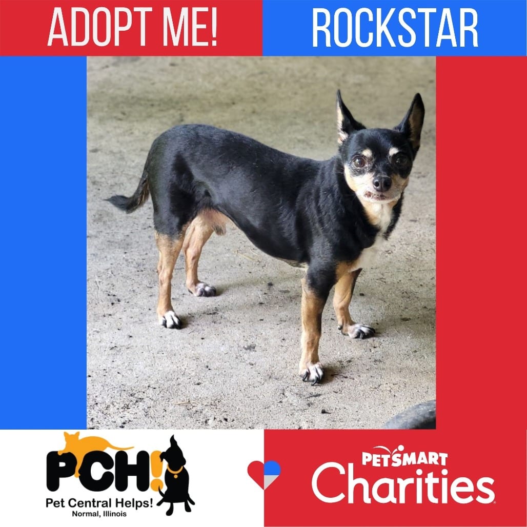 Photo of Rockstar, adoptable senior Chihuahua, Short Coat in Normal, Illinois