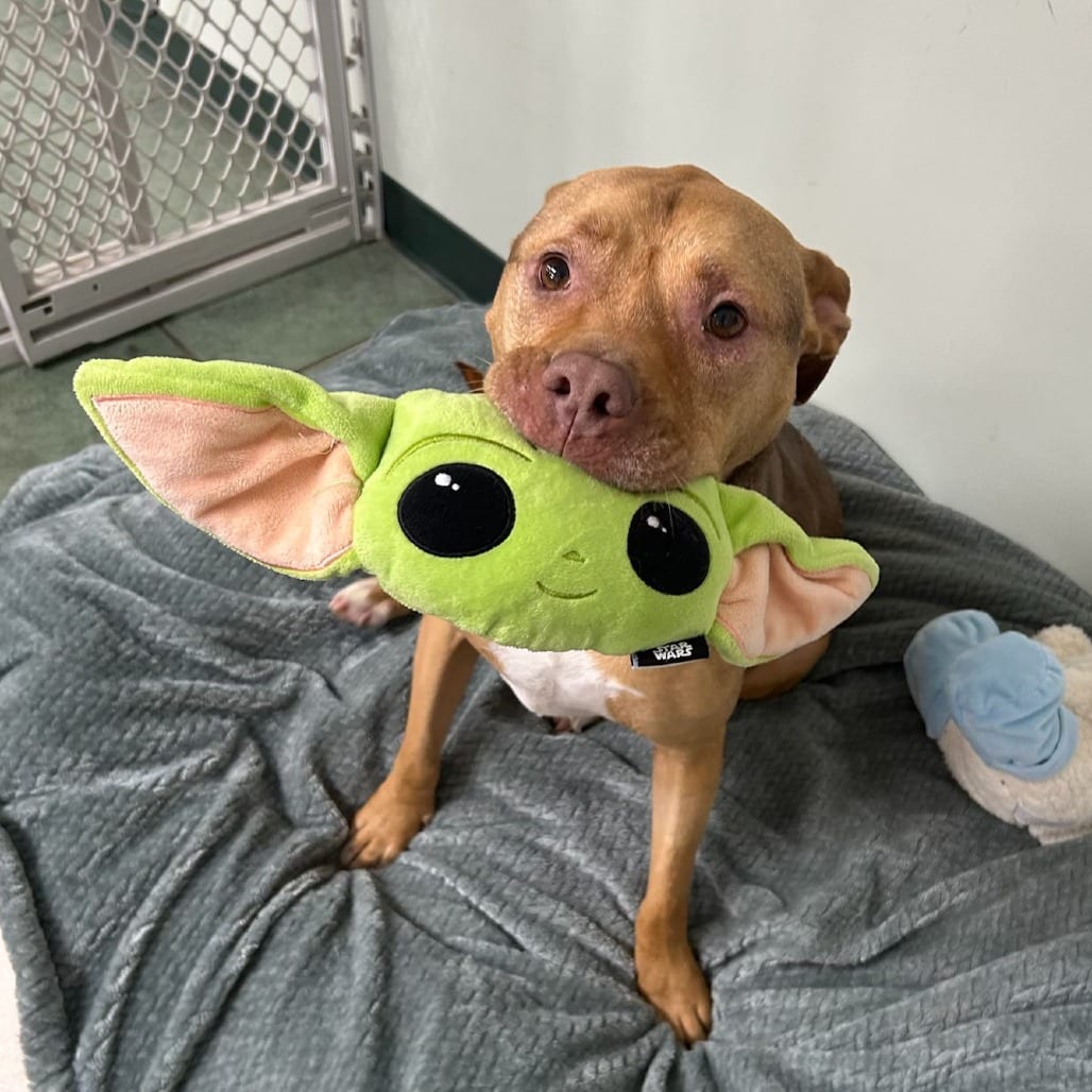 Photo of Mary Jane, adoptable senior Terrier, Pit Bull in Staunton, Virginia