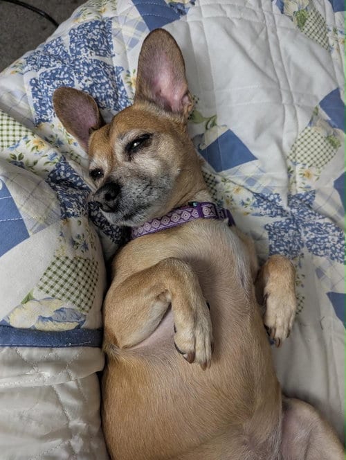 Photo of Lily Nason, adoptable senior Pug in Boonton, New Jersey