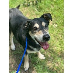 Photo of Rocco, adoptable senior German Shepherd Dog in Baton Rouge, Louisiana