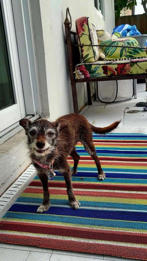 Photo of Lula, adoptable senior Chihuahua in Plantation, Florida
