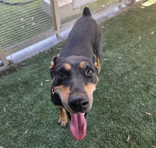 Photo of Mystery, adoptable senior Doberman Pinscher in Los Angeles, California