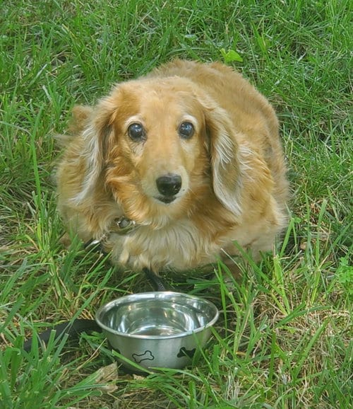 Photo of Aurora2 (Rory) Fostered in Herndon, VA, adoptable senior Dachshund in Brookfield, Maryland