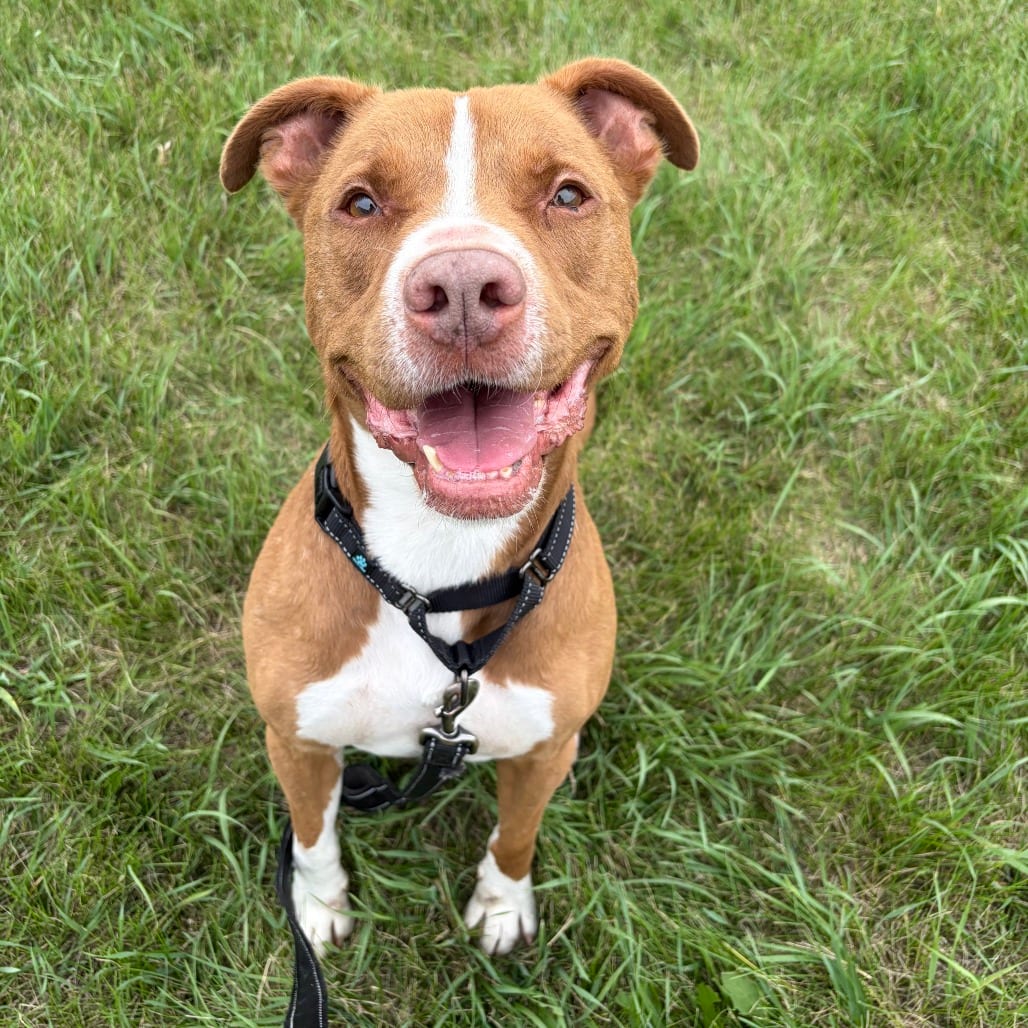 Photo of Otis, adoptable senior Terrier, Pit Bull in Wadena, Minnesota