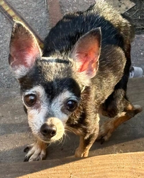 Photo of Libby, adoptable senior Chihuahua in Mcclellanville, South Carolina