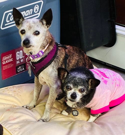 Photo of Taima, adoptable senior Rat Terrier in Holly Springs, North Carolina