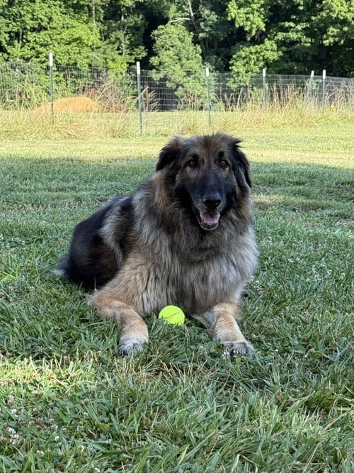 Photo of Rhino, adoptable senior German Shepherd Dog in La Grange, North Carolina