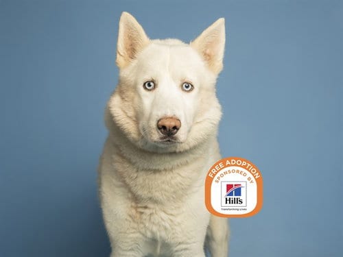 Photo of Arctic, adoptable senior Husky in Phoenix, Arizona