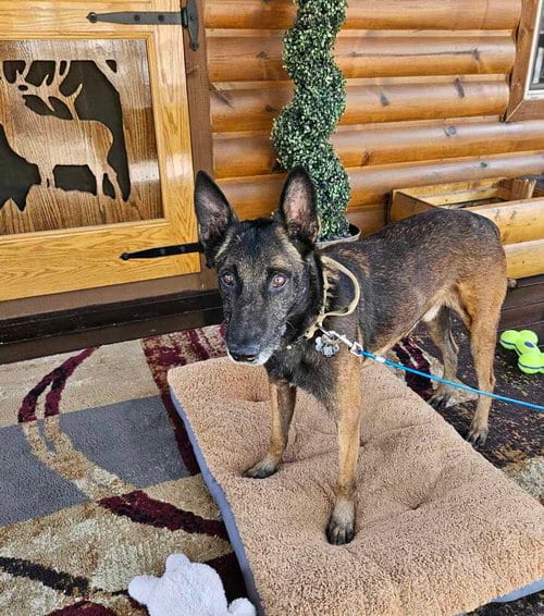 Photo of Ramsey- located in NM, adoptable senior Belgian Shepherd Malinois in Imlay City, Michigan