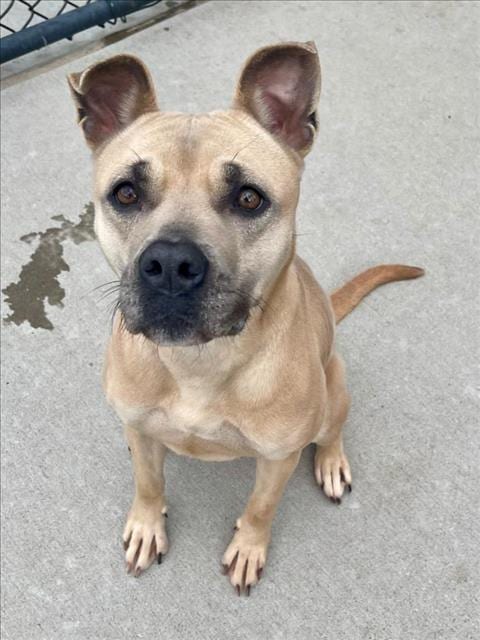 Photo of Reeses, adoptable senior Pit Bull Terrier in Tulsa, Oklahoma