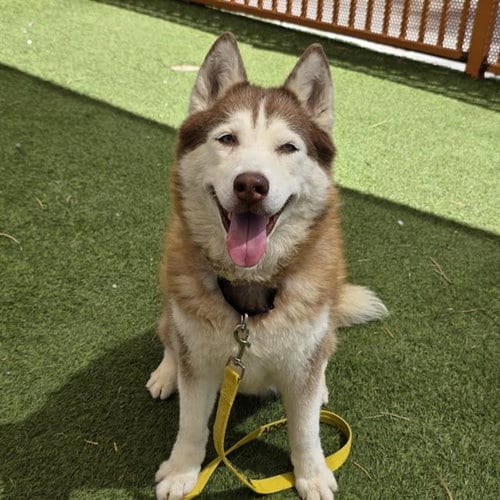 Photo of Sky, adoptable senior Siberian Husky in Las Vegas, Nevada