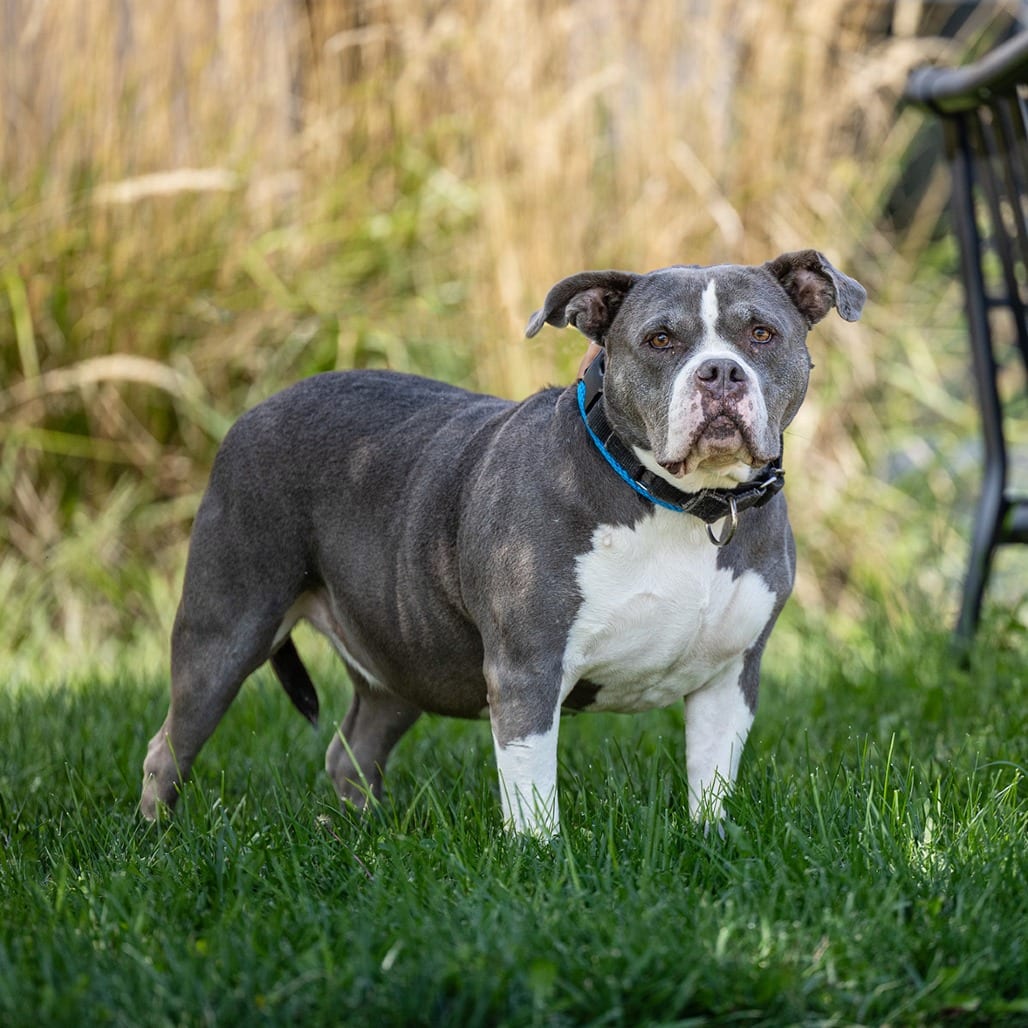 Photo of Camille, adoptable senior Terrier, American Pit Bull in Council Bluffs, Iowa