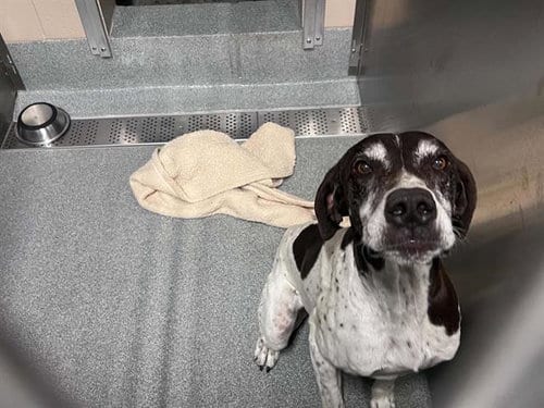 Photo of Oreo, adoptable senior German Shorthaired Pointer in Orange, California