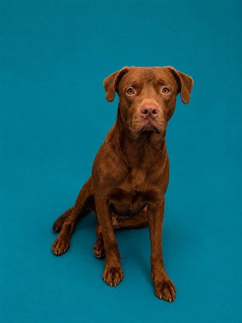 Photo of Assembly, adoptable senior Labrador Retriever in Pearland, Texas