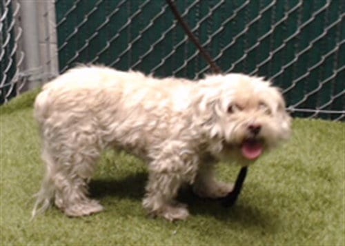 Photo of Love, adoptable senior Poodle (Toy) in Downey, California