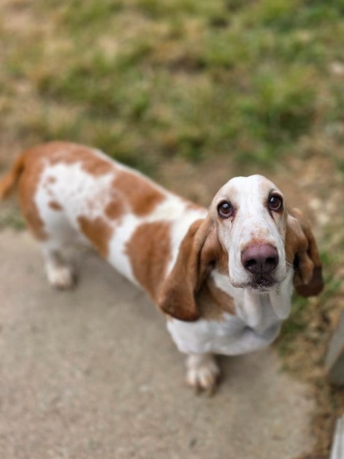 Photo of Frank, adoptable senior Basset Hound in Brookville, Ohio