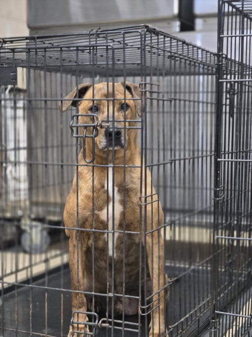 Hugh, adoptable senior Plott Hound in Albemarle, NC