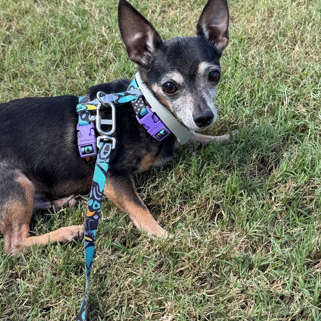 Photo of Spike, adoptable senior Chihuahua, Short Coat in Georgia, Georgia
