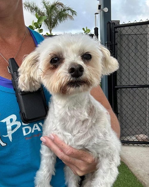 Lambeau, adoptable senior Maltese in west Palm Beach, Florida