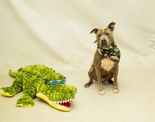 Photo of Sarg, adoptable senior Terrier in Sanford, Florida