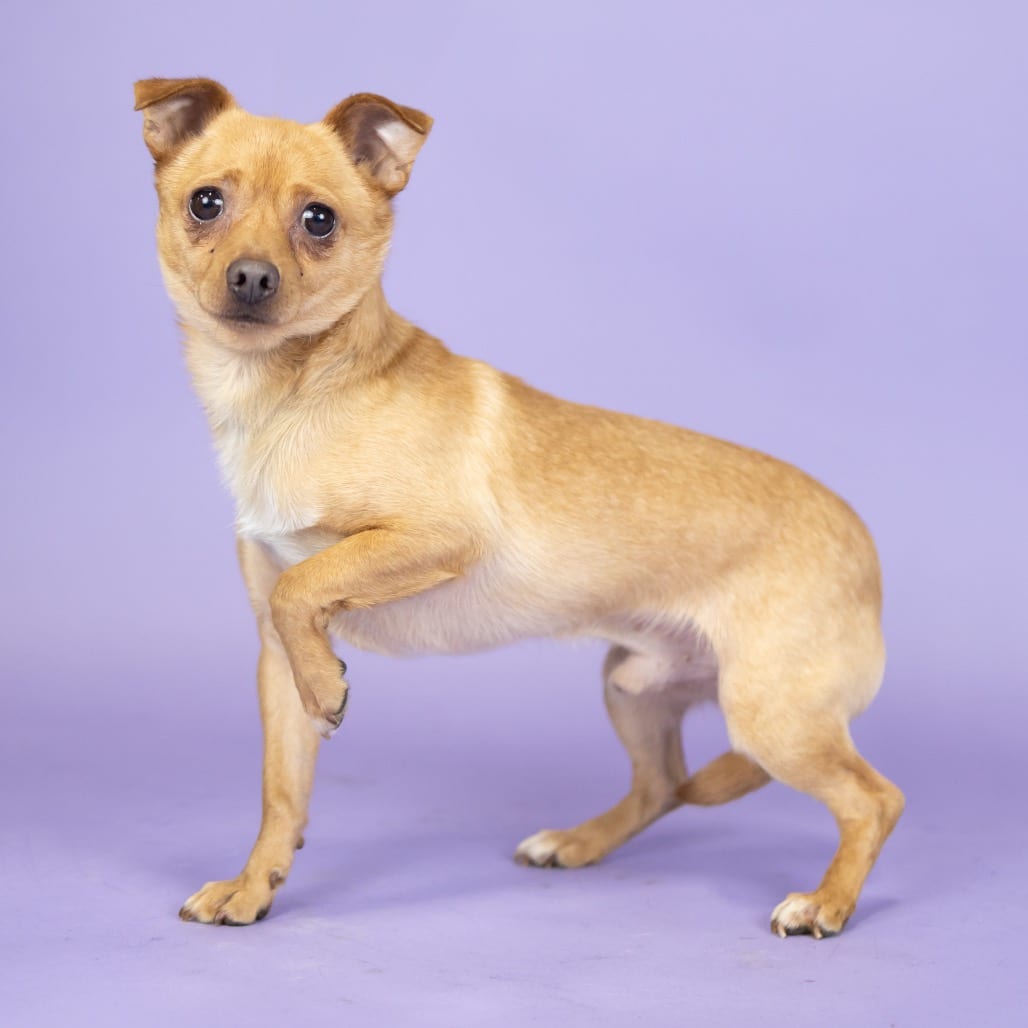 Photo of Ozzy, adoptable senior Chihuahua in Portland, Oregon