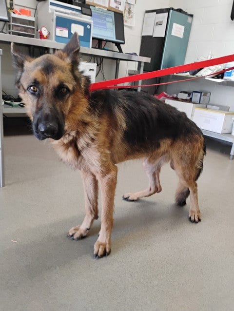 Photo of Ben, adoptable senior German Shepherd Dog in San Bernardino, California