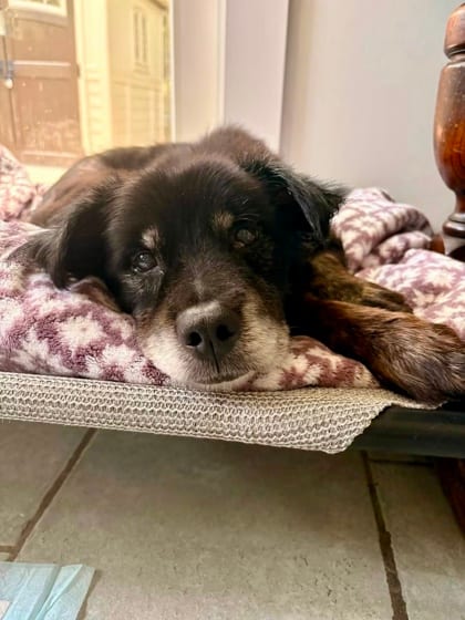 Photo of Leono, adoptable senior dog in Chamblee, Georgia