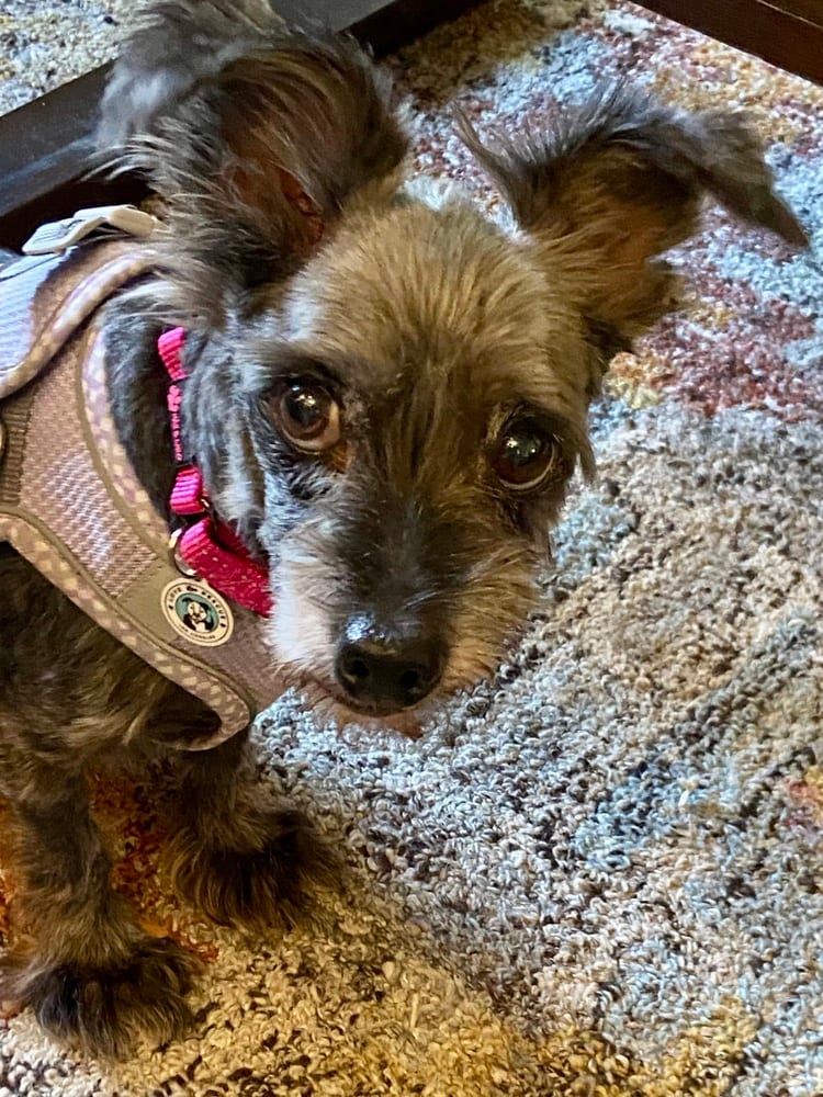 Photo of Pia, adoptable senior Terriers (Small) in Eugene, Oregon