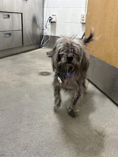 Photo of Mike, adoptable senior Yorkshire Terrier Yorkie in Forestville, Maryland
