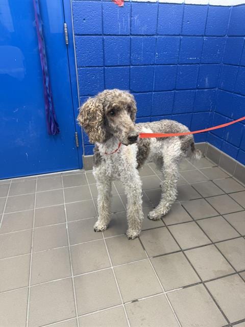 Photo of Rocko, adoptable senior Poodle (Standard) in Albuquerque, New Mexico