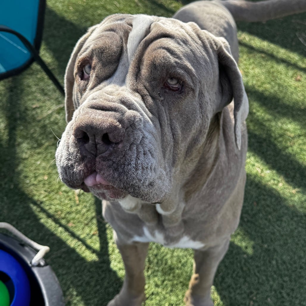 Photo of Doc Jiggles, adoptable senior Mastiff, Neapolitan / Mix in Kanab, Utah