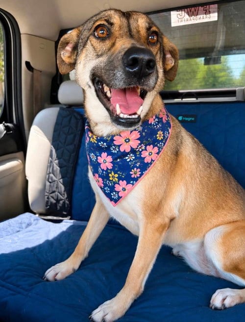 Photo of Rosie, adoptable senior Shepherd in Euless, Texas