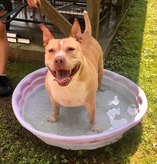 Photo of Ella, adoptable senior Pit Bull Terrier in Elkins, West Virginia