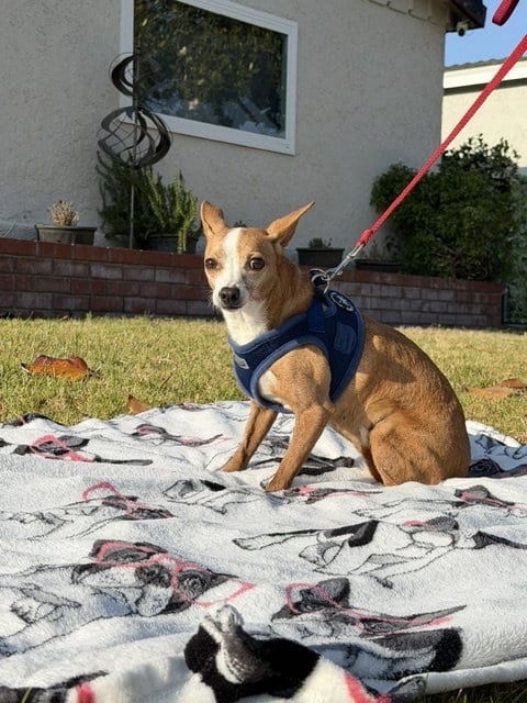 Sandy, adoptable senior Parson Russell Terrier in Lake Elsinore, CA