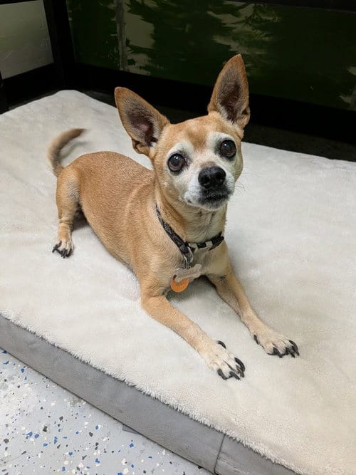 Photo of Dexter, adoptable senior Chihuahua in Salt Lake City, Utah