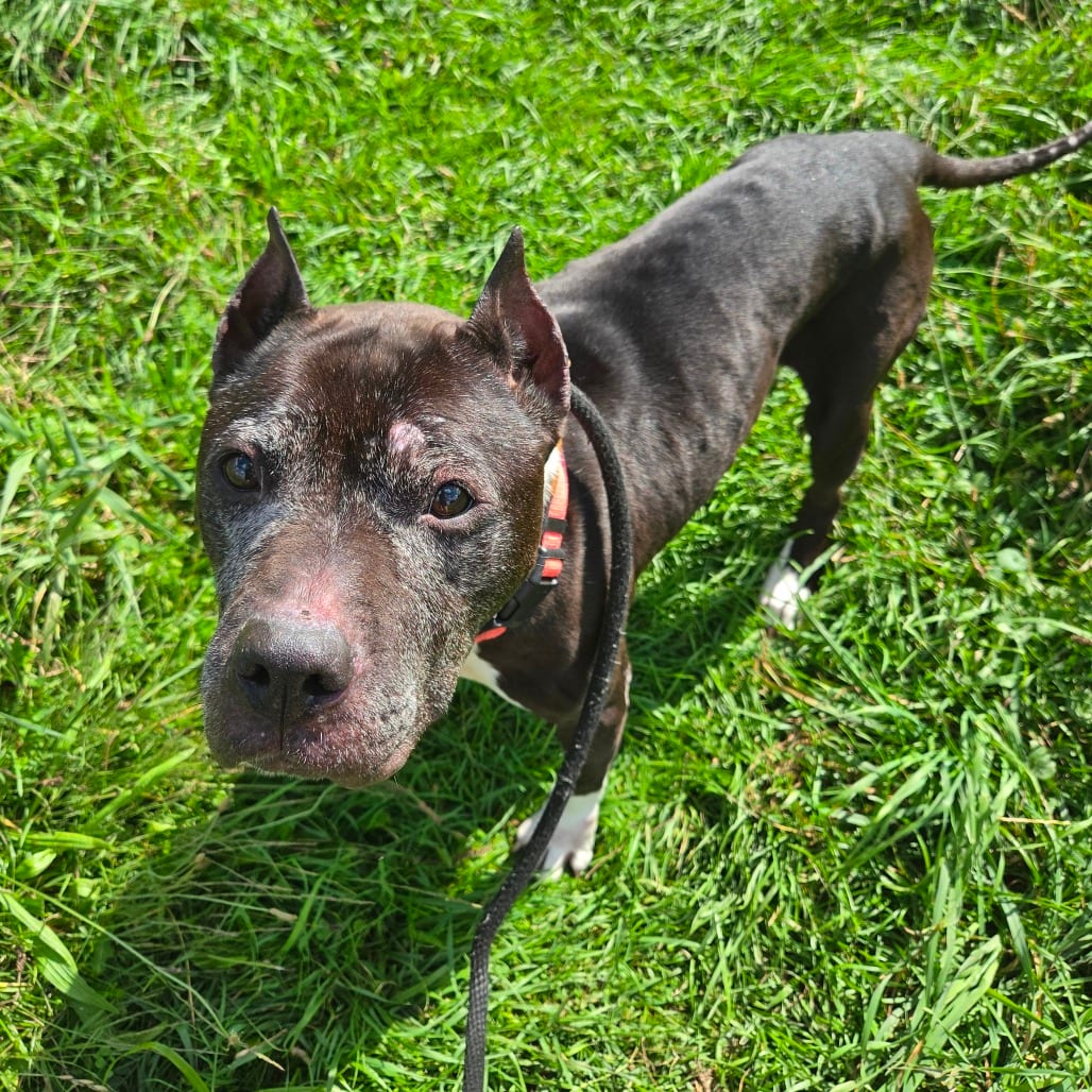Photo of Evie, adoptable senior Terrier, Pit Bull / Mixed Breed (Medium) in Binghamton, New York