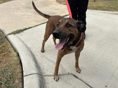 Photo of Rooster, adoptable senior German Shepherd Dog in Grand Prairie, Texas