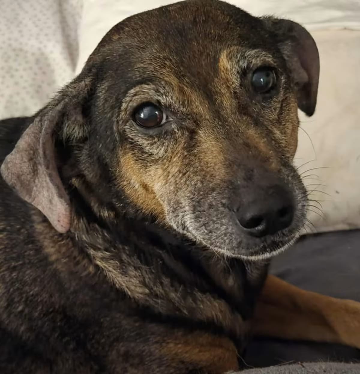 Photo of Dobby and Bailey, adoptable senior Mixed Breed (Small) in Norfolk, Virginia