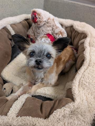 Photo of Bitsy, adoptable senior Yorkshire Terrier Yorkie in San Martin, California