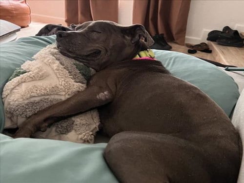 Photo of Wiggly Girl, adoptable senior Pit Bull Terrier in Las Vegas, Nevada
