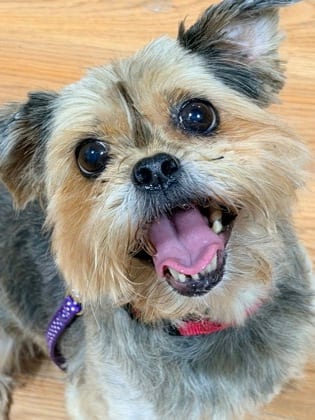 Photo of Dixie, adoptable senior Havanese/Terrier, Yorkshire in Annapolis, Maryland