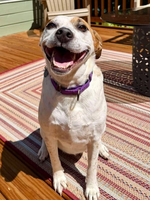 Photo of Boochie TX, adoptable senior Cattle Dog in Boonton, New Jersey
