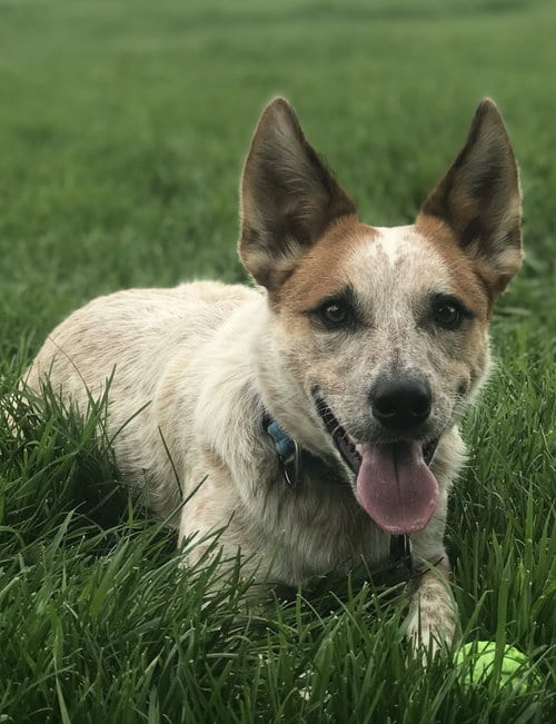 Photo of Kitsune Courtsey Listing, adoptable senior Australian Cattle Dog/Blue Heeler in Evergreen, Colorado