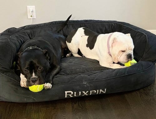 Photo of Ruxpin, adoptable senior American Pit Bull Terrier in Caldwell, New Jersey