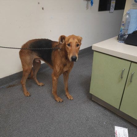 Photo of Mojave, adoptable senior Doberman Pinscher in Los Angeles, California
