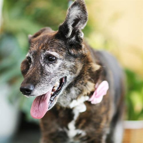 Photo of Snookie, adoptable senior German Shepherd Dog in Albuquerque, New Mexico