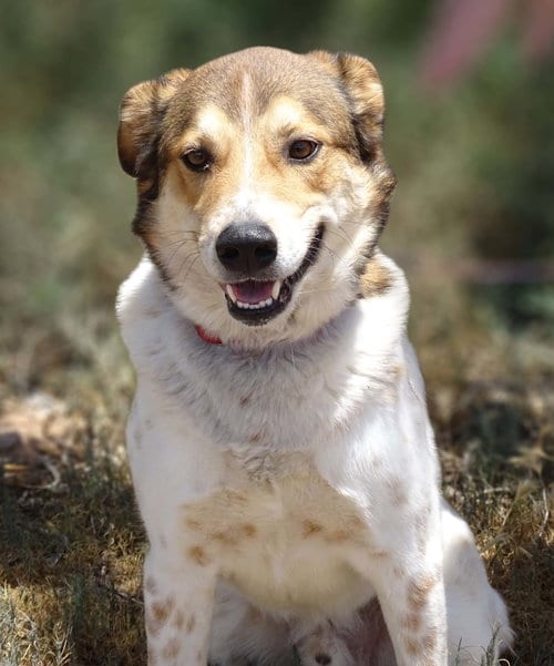 Photo of Django, adoptable senior Australian Cattle Dog/Blue Heeler in Cottonwood, Arizona