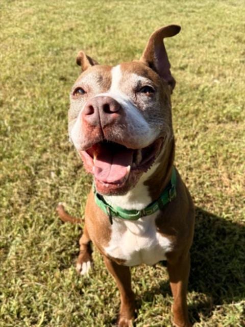 Photo of Coco, adoptable senior American Pit Bull Terrier in Derwood, Maryland